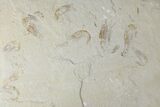 Nine Cretaceous Fossil Shrimp (Carpopenaeus) - Hjoula, Lebanon #173150-1